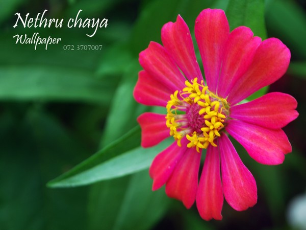 fower