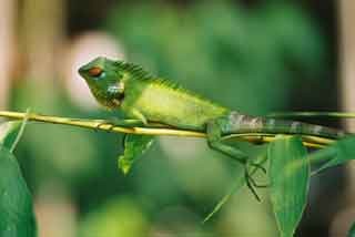 chameleon