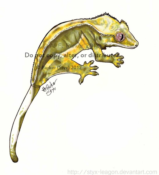 Olive Quad Pinstripe Crested Gecko – Lateral View
