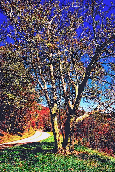 Fall in the Sky Line Drive