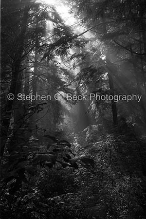 Morning Light