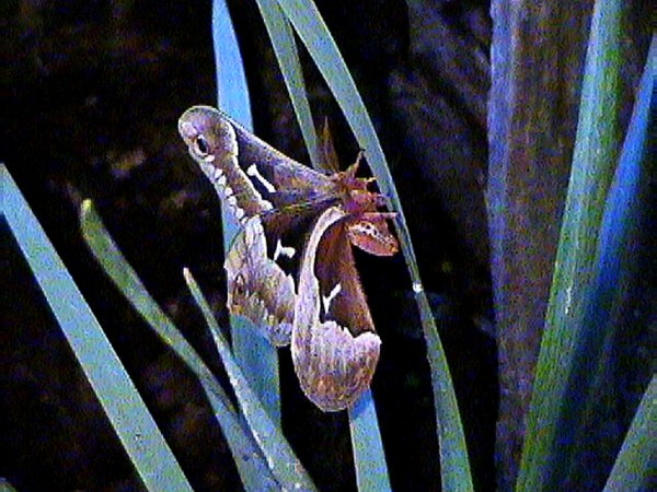 MIMIC MOTH I