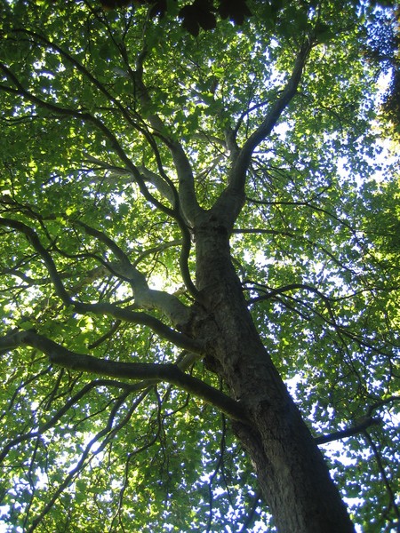 Between the trees