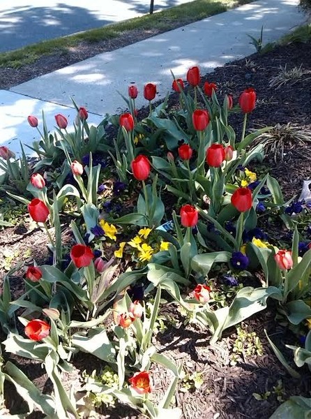 Sidewalk Garden