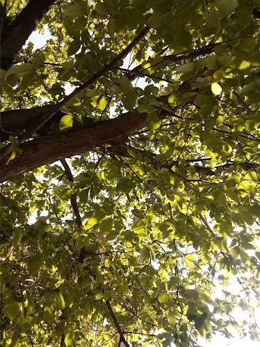 Shades Of Green
