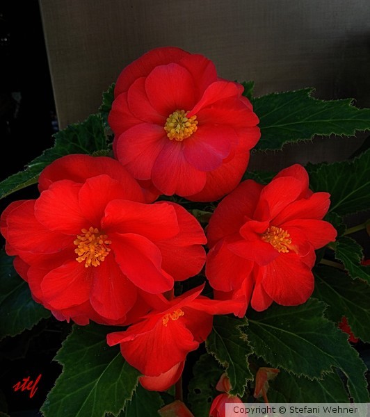 red pops in my garden
