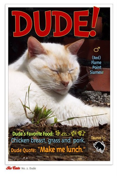 Dude's Trading Card