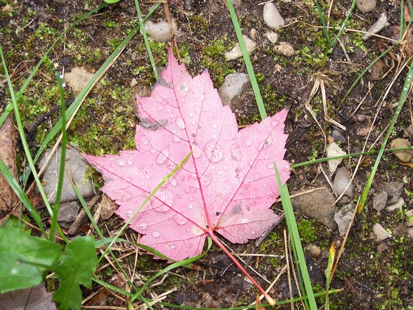 After a Fall Rain