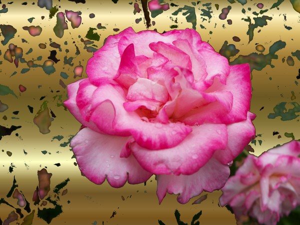 Rose On Gold