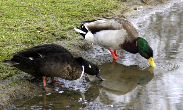 Ducks