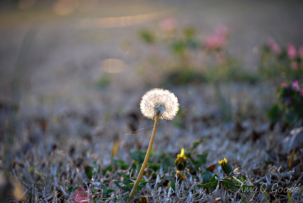 Dandelion