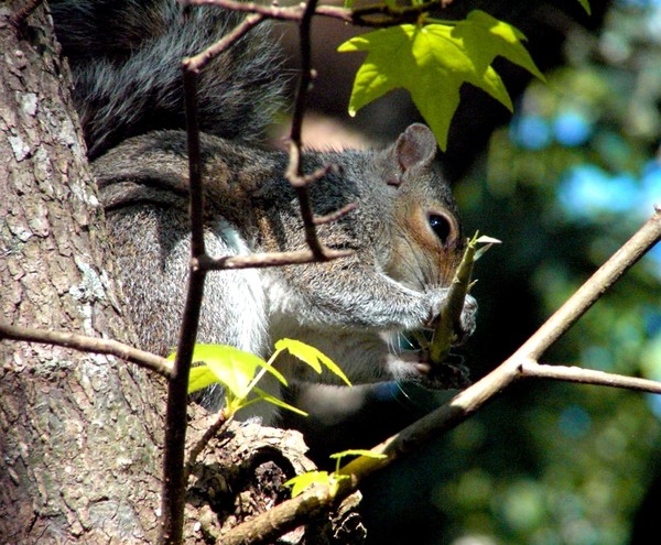 Squirrel