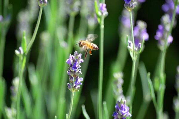 Nikon_06022009_3457