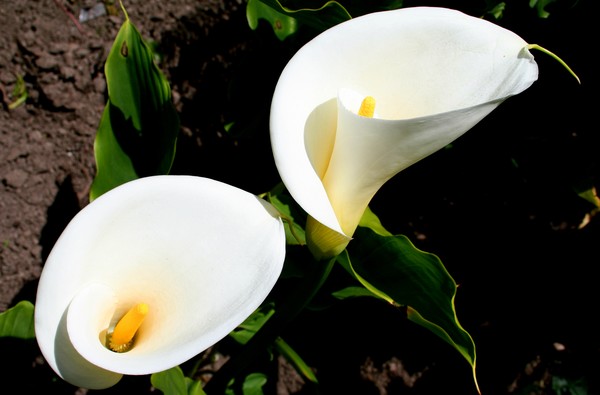Calla Lilies