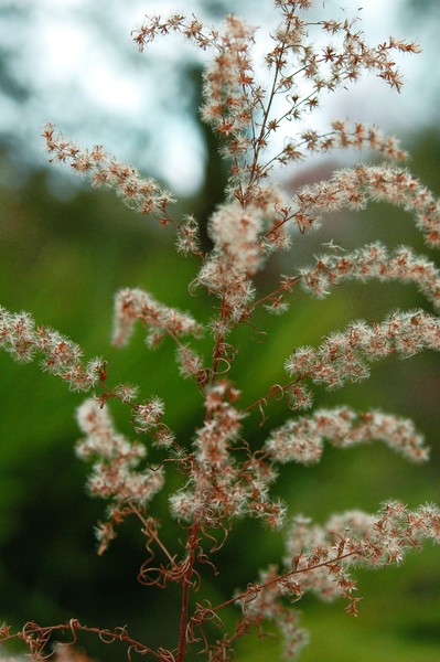 Light in the Wind