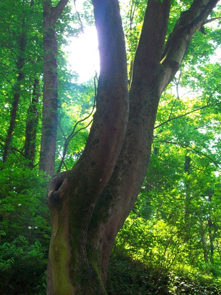 Emerald Forest