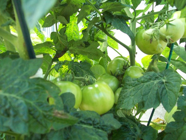 Bountiful Harvest