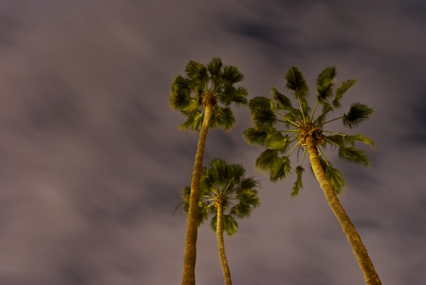 The Palm of Night