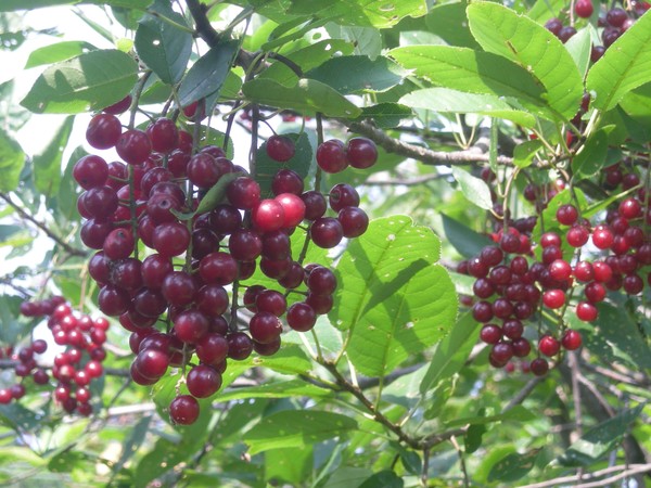bumper crop
