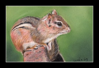nc art oswoa chipmunk