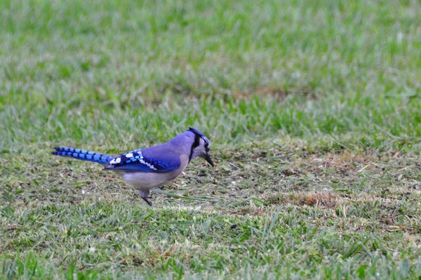 bluejay