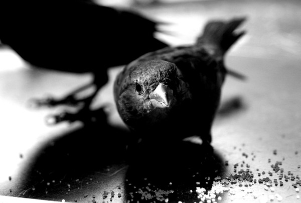 Bird Table
