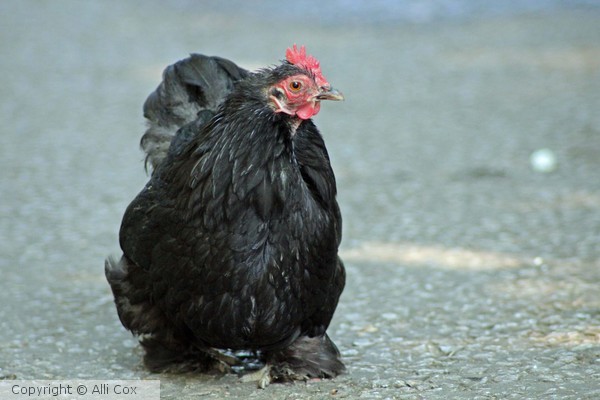Chicken