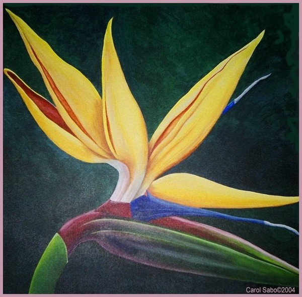 Bird of Paradise