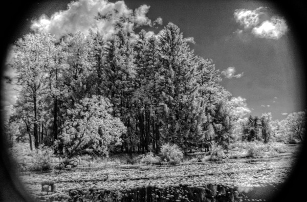 Lilly Pad pond Infrared