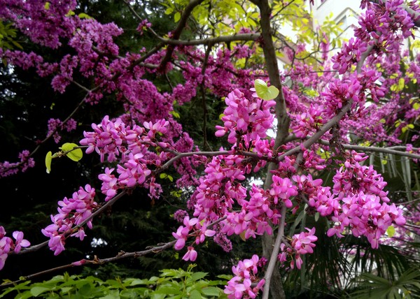 judas tree in blossom..