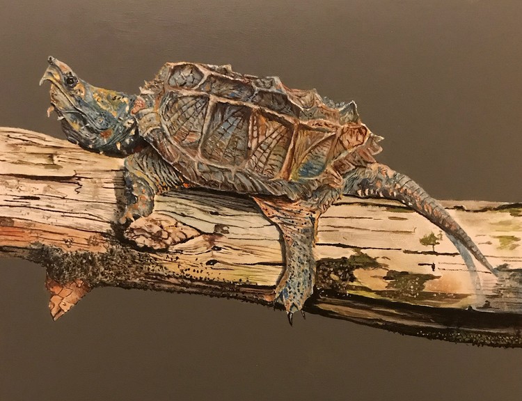snapping turtle
