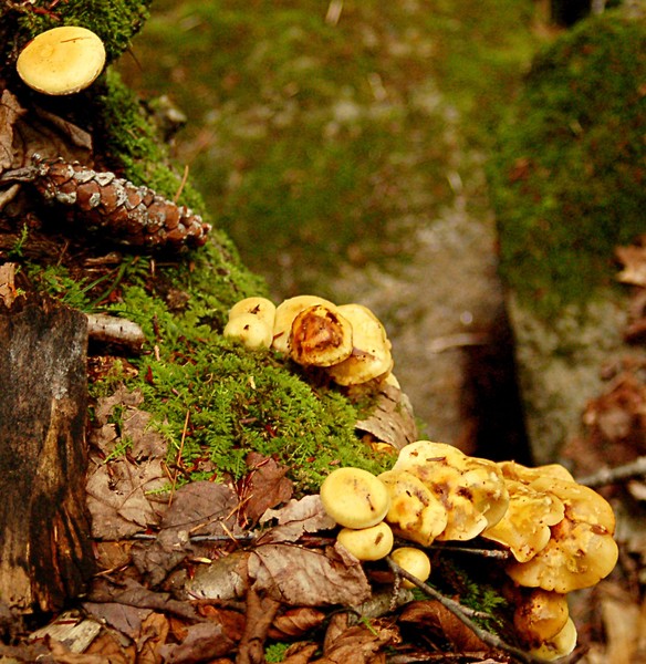 Mushrooms