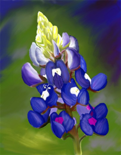 A Bluebonnet Love