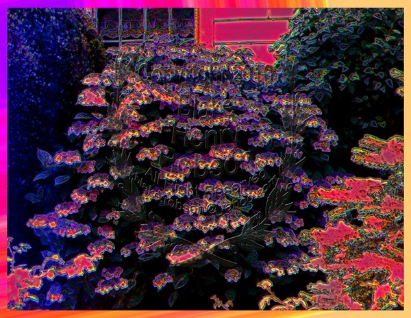 Flower Bush