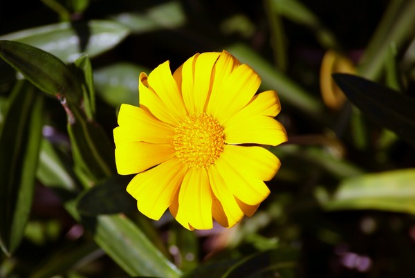 Yellow Flower