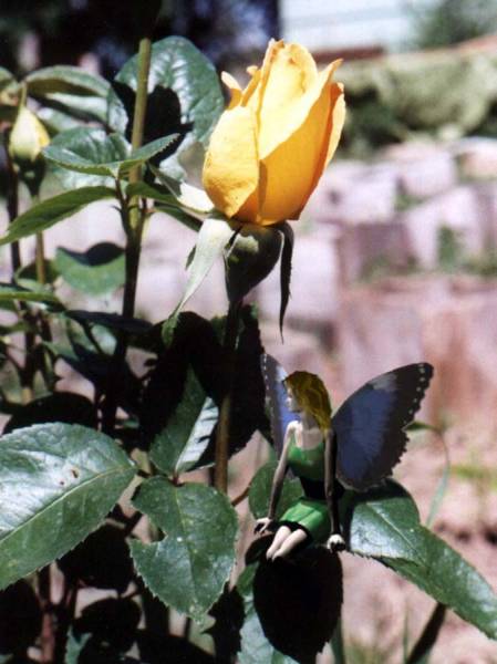Rosebud