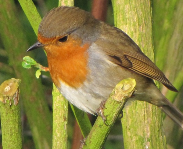 ROBIN 