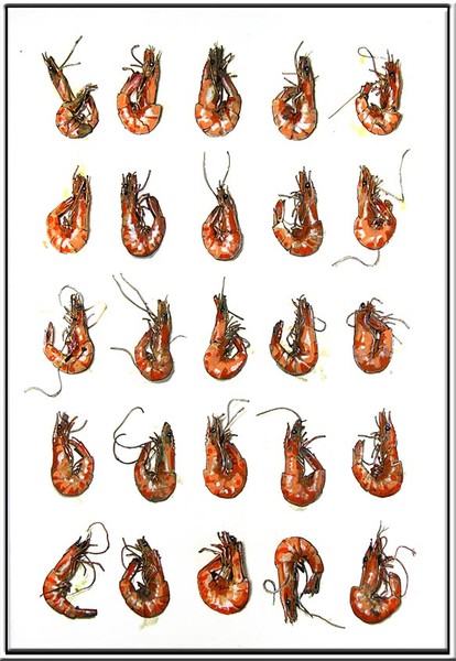 portraits of gamba's 20001