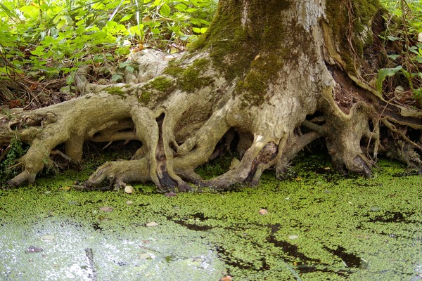 Rugged Old Roots
