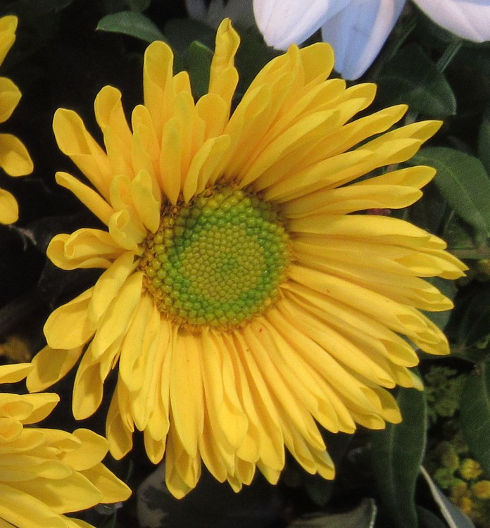 WISH YOU A SUNNY WEEK!