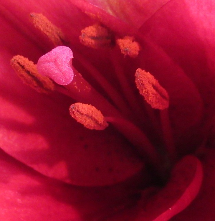 LILIE'S HEART