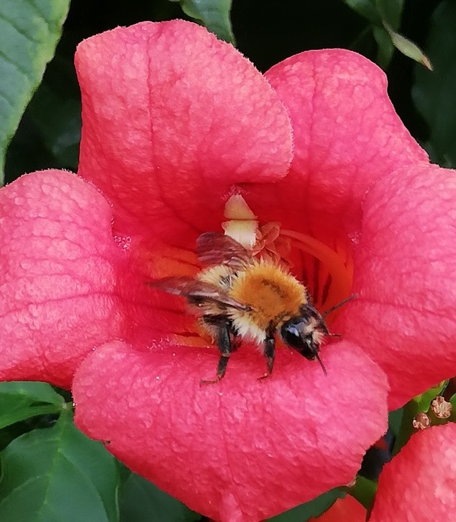 HAPPY BEE !!!!