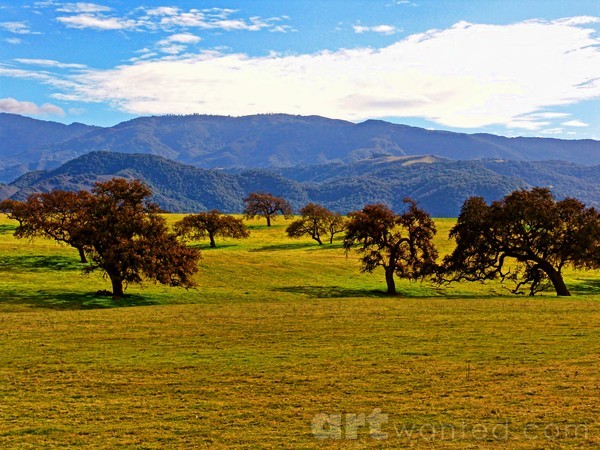California Oak Trees