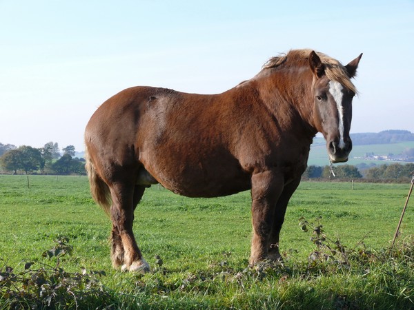 Horsepower
