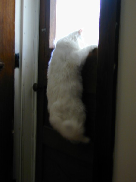 Cat Chow