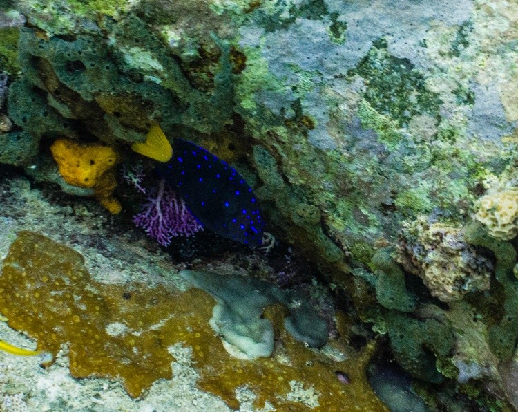 Spot the Fish