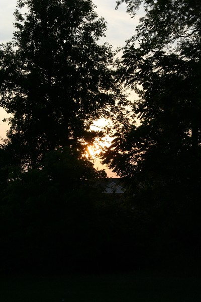 More Tree's