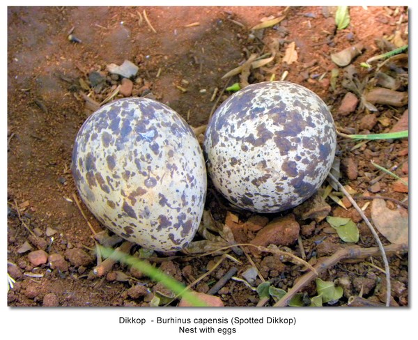 Dikkop 3 Nest (Spotted Dikkop) Burhinus capensis