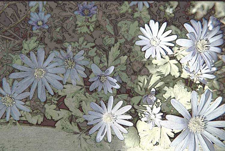 Flowers soft