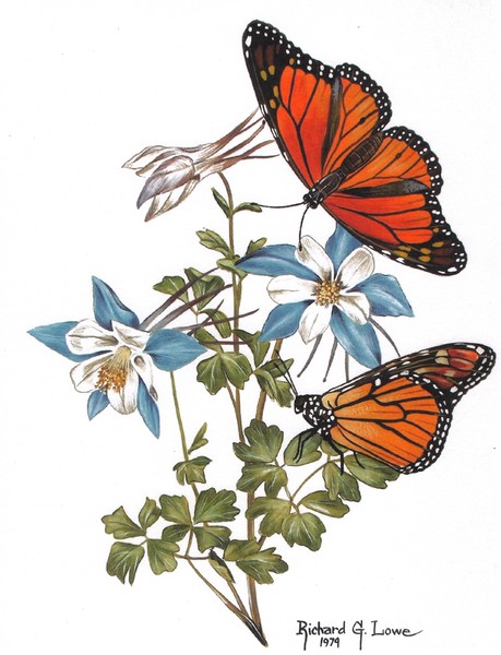 Monarch Butterfly on Columbine